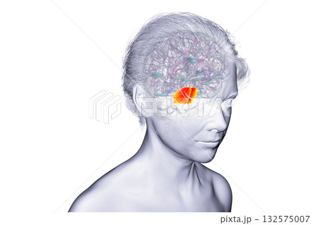 Pons highlighted in human brain, 3D illustration. 132575007