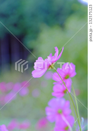 秋天のコスモス 秋天のコスモス 132575123