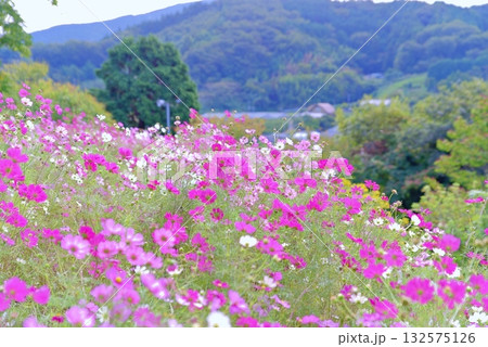 秋天のコスモス 132575126