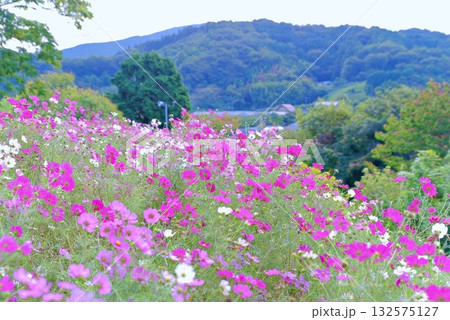 秋天のコスモス 132575127