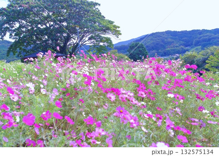 秋天のコスモス 秋天のコスモス 132575134