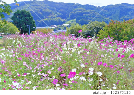 秋天のコスモス 132575136