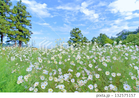 秋天のコスモス 132575157