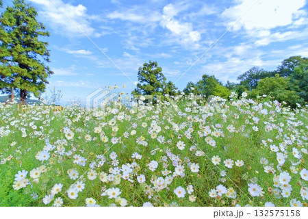 秋天のコスモス 132575158