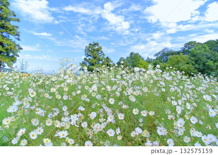 秋天のコスモス 132575159