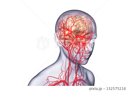 Brain arteries, 3D illustration Brain arteries, 3D illustration 132575218