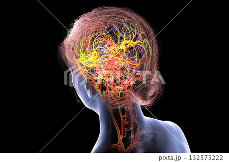 Arterial blood supply of the brain, 3D illustration 132575222