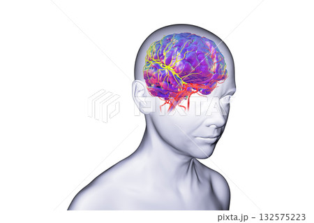 Arterial blood supply of the brain, 3D illustration Arterial blood supply of the brain, 3D illustration 132575223