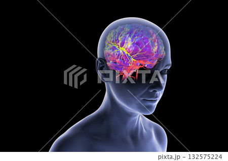 Arterial blood supply of the brain, 3D illustration Arterial blood supply of the brain, 3D illustration 132575224