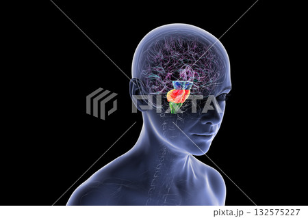 Brainstem highlighted in human brain, 3D illustration 132575227