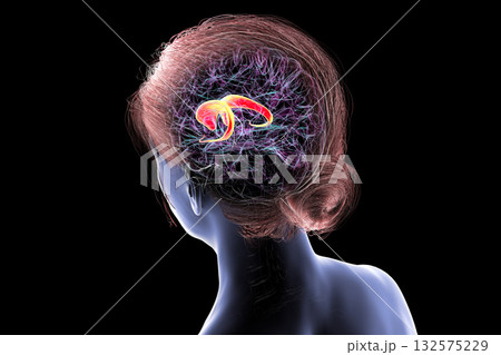 Caudate nucleus in human brain, 3D illustration 132575229