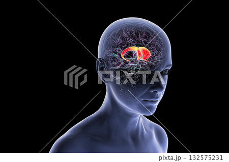 Caudate nucleus in human brain, 3D illustration 132575231