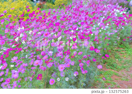 秋天のコスモス 132575263