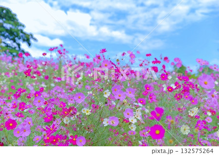 秋天のコスモス 132575264
