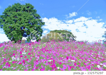 秋天のコスモス 132575297