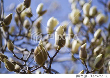 ハクモクレンがつぼみの状態です。学名はMagnolia denudataです。 ハクモクレンがつぼみの状態です。学名はMagnolia denudataです。 132575405
