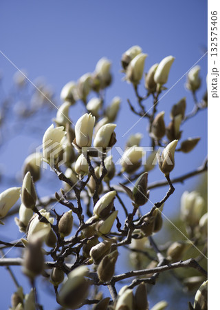 ハクモクレンがつぼみの状態です。学名はMagnolia denudataです。 ハクモクレンがつぼみの状態です。学名はMagnolia denudataです。 132575406