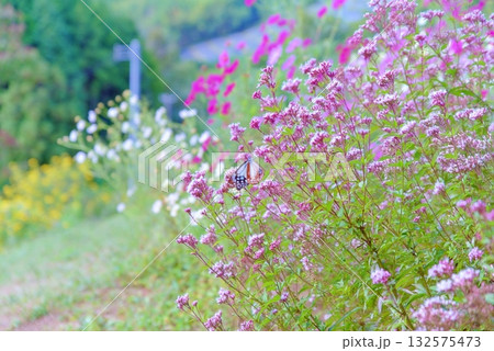 アサギマダラ 132575473