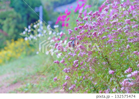 アサギマダラ アサギマダラ 132575474