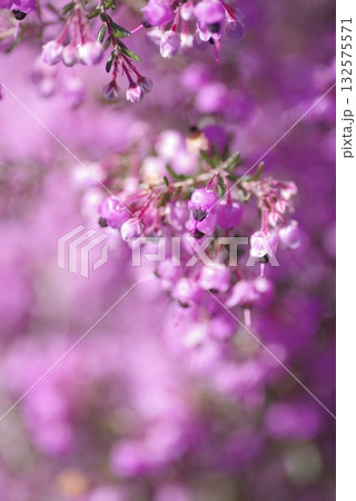 ジャノメエリカの花がピンク色の花を咲かせています。学名はErica canaliculataです 132575571