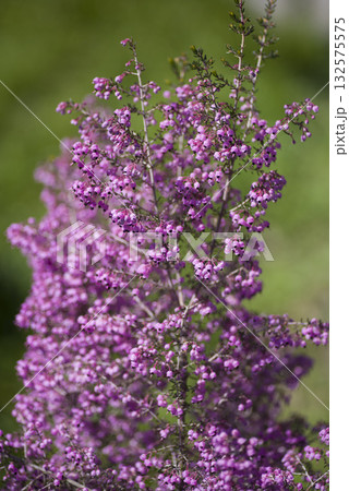 ジャノメエリカの花がピンク色の花を咲かせています。学名はErica canaliculataです 132575575