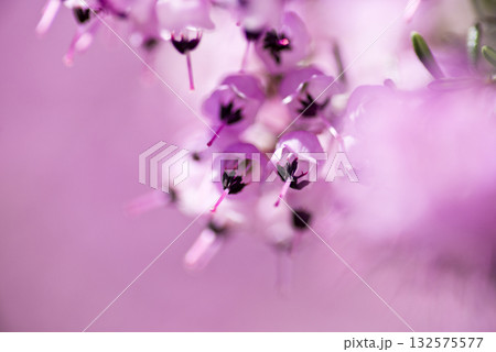 ジャノメエリカの花がピンク色の花を咲かせています。学名はErica canaliculataです ジャノメエリカの花がピンク色の花を咲かせています。学名はErica canaliculataです 132575577