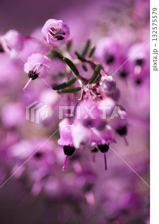 ジャノメエリカの花がピンク色の花を咲かせています。学名はErica canaliculataです 132575579