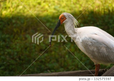 公園内のトキの様子 公園内のトキの様子 132575597
