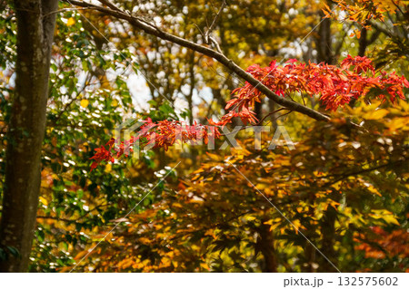 紅葉したモミジ 132575602