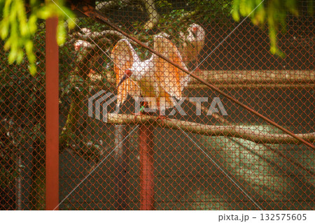 公園内のトキの様子 公園内のトキの様子 132575605