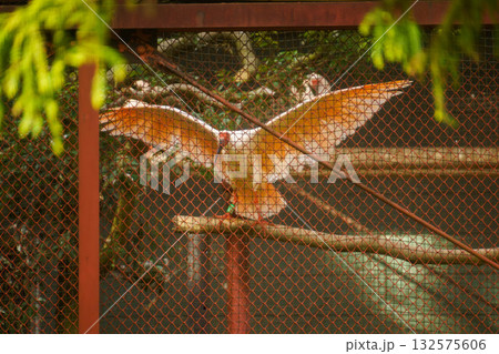 公園内のトキの様子 公園内のトキの様子 132575606