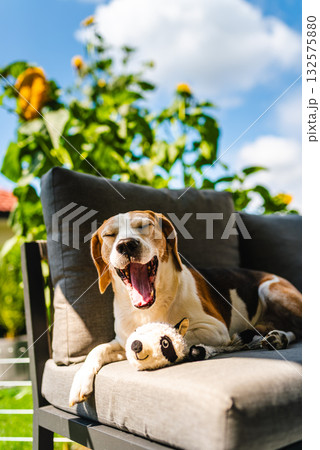 Beagle dog yawning on patio furniture with toy 132575880