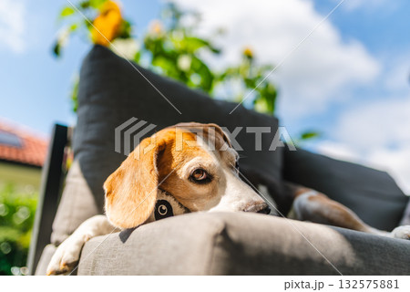 Beagle dog resting on outdoor furniture 132575881