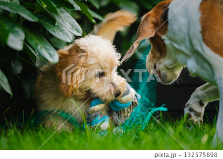 Maltipoo Puppy Playing with Rope Toy Watched by Senior Beagle in Garden 132575898