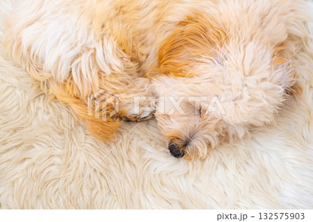 Maltipoo Puppy Sleeping on Fluffy White Rug 132575903