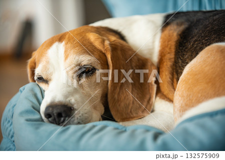 Beagle Dog Resting and Cuddling on a Blue Blanket 132575909