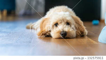Adorable Maltipoo Puppy Resting on the Floor Adorable Maltipoo Puppy Resting on the Floor 132575911