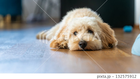 Cute Maltipoo Puppy Relaxing at Home Cute Maltipoo Puppy Relaxing at Home 132575912