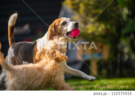 Beagle and Maltipoo Puppy Playing with Pink Ball Beagle and Maltipoo Puppy Playing with Pink Ball 132575918