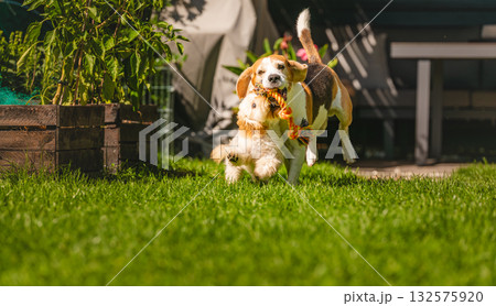 Beagle and Maltipoo Puppy Jumping During Playtime Beagle and Maltipoo Puppy Jumping During Playtime 132575920