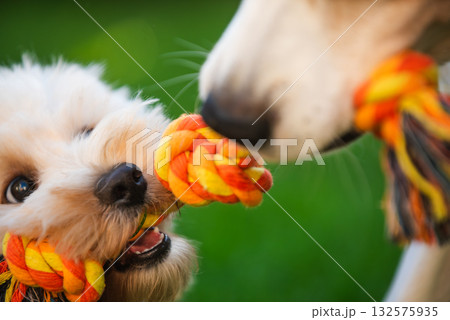 Close-Up Tug-of-War with Maltipoo Puppy 132575935