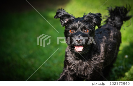 Happy Black Yorkshire Terrier Dog Portrait on Green Grass 132575940