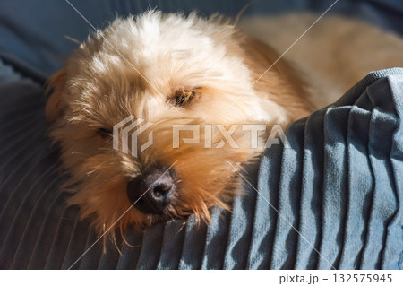 Cozy Puppy Nap: Maltipoo Curled up on a Textured Pillow 132575945