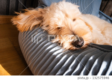 Maltipoo Puppy Napping on a Blue Cushion in Sunbeams 132575946
