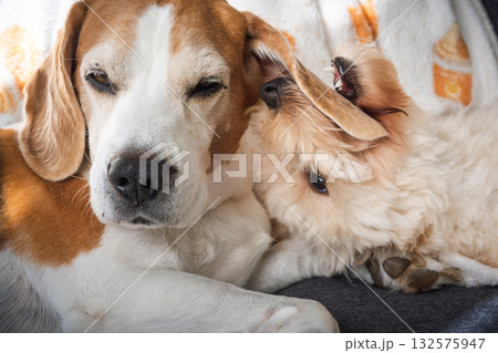 Affectionate Cuddle: Puppy Licking Senior Beagle's Ear 132575947