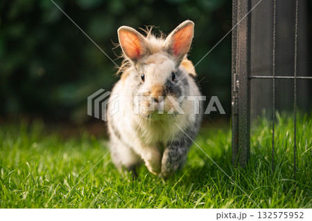 Tricolor Lionhead Rabbit Running Towards the Camera Tricolor Lionhead Rabbit Running Towards the Camera 132575952