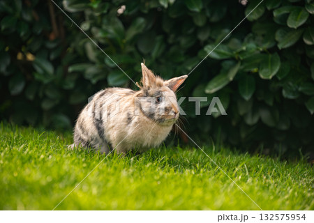 Tricolor Lionhead Rabbit Sitting Alertly by Green Hedge Tricolor Lionhead Rabbit Sitting Alertly by Green Hedge 132575954