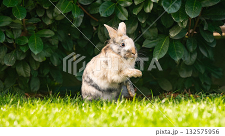 Tricolor Lionhead Rabbit Standing on Hind Legs with Paw Raised Tricolor Lionhead Rabbit Standing on Hind Legs with Paw Raised 132575956
