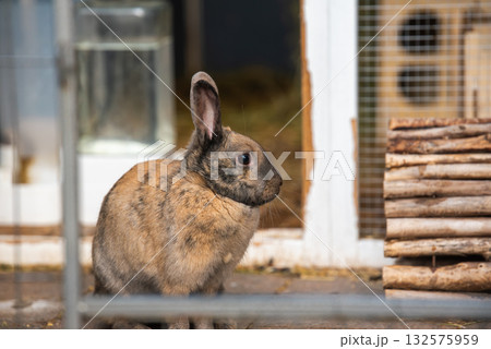 Brown Agouti Rabbit by Wooden Hutch and Water Dish 132575959
