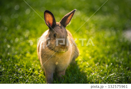 Cute Brown Agouti Rabbit in Golden Hour Sunlight on Green Grass Cute Brown Agouti Rabbit in Golden Hour Sunlight on Green Grass 132575961